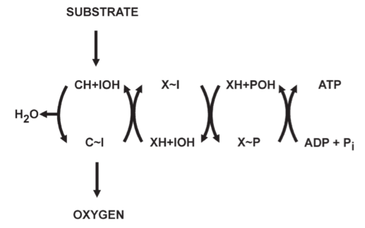 **Fig 1.** Outline of the chemical coupling hypothesis: one phosphorylation site in oxidative phosphorylation, C: carrier